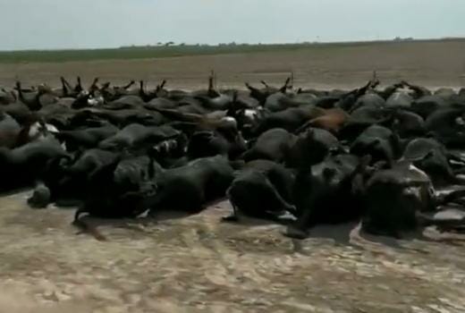 Kansas: 10,000 Mysterious Cattle Deaths Blamed on ‘Climate Change’
