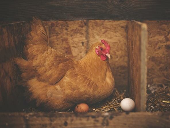 Egg Shortage: Chicken Farmers Blame Tainted Feed After Hens Stop Producing Eggs