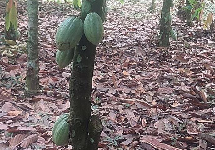 World’s Chocolate Supply Threatened by Virus, Experts Call for Cacao Trees to Be Vaccinated